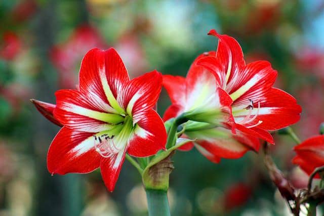 ilustrasi amaryllis