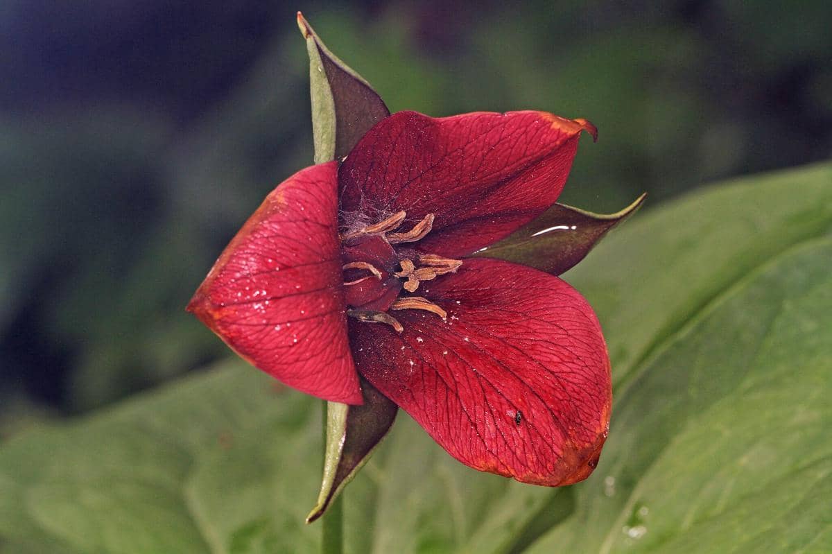 Bunga Red Trillium 