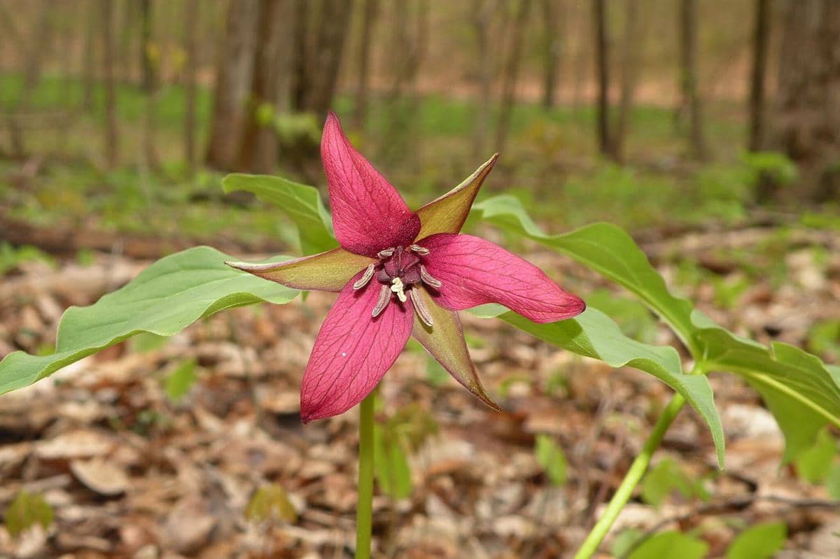 Bunga Red Trillium