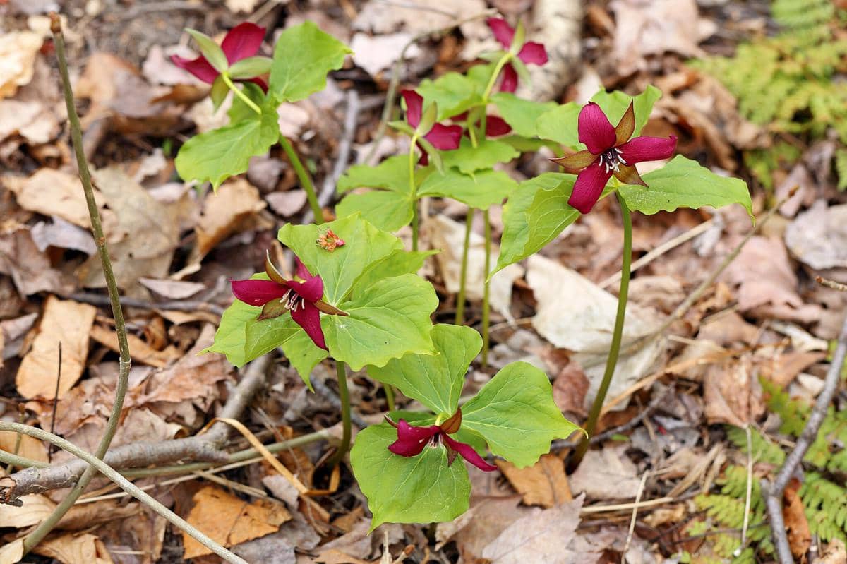 Bunga Red Trillium