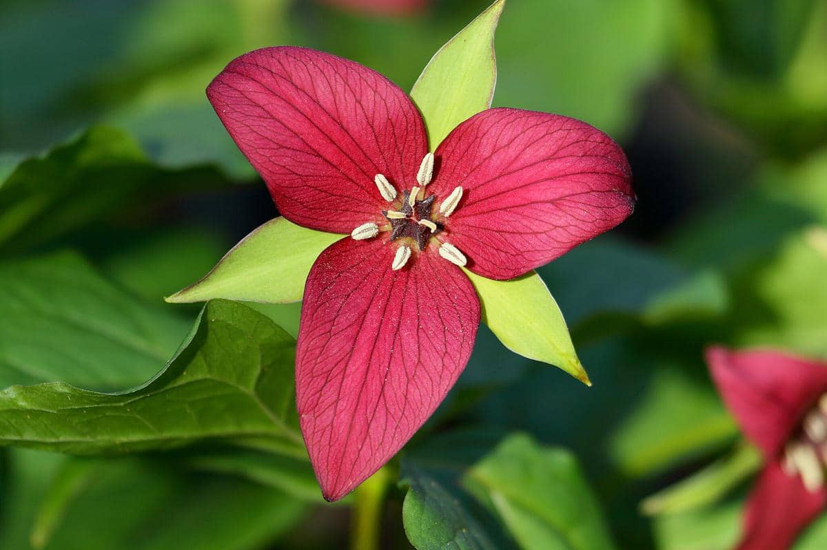Bunga Red Trillium 