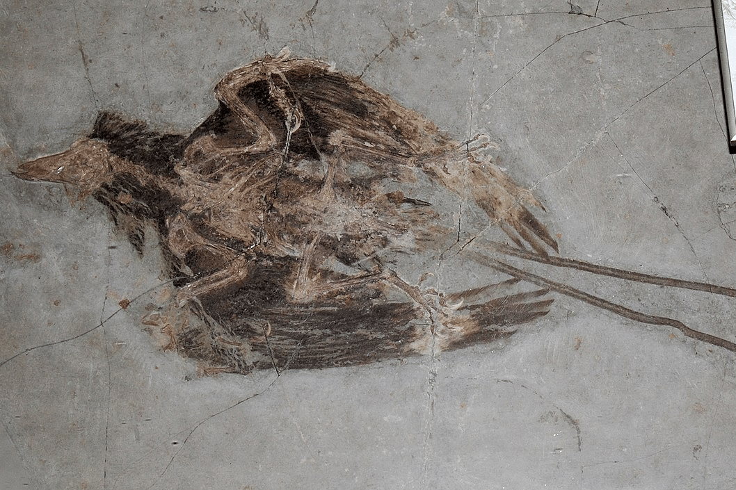 fosil Confuciusornis