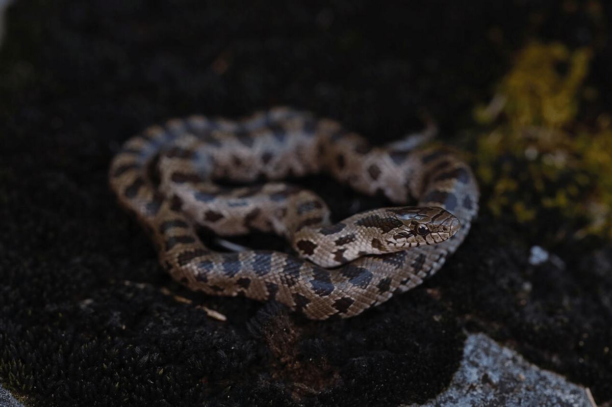 genus Lampropeltis