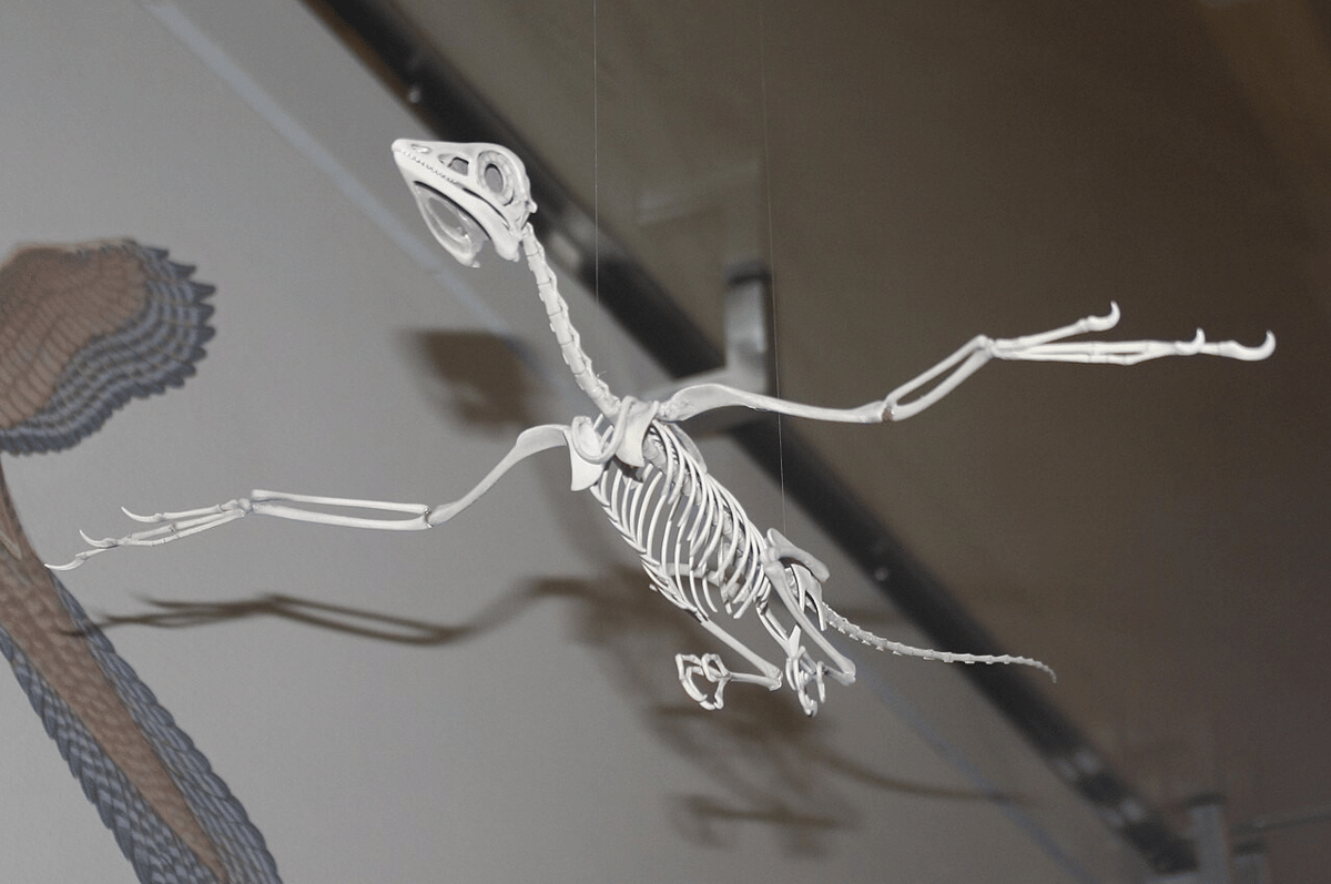 rekonstruksi kerang Archaeopteryx