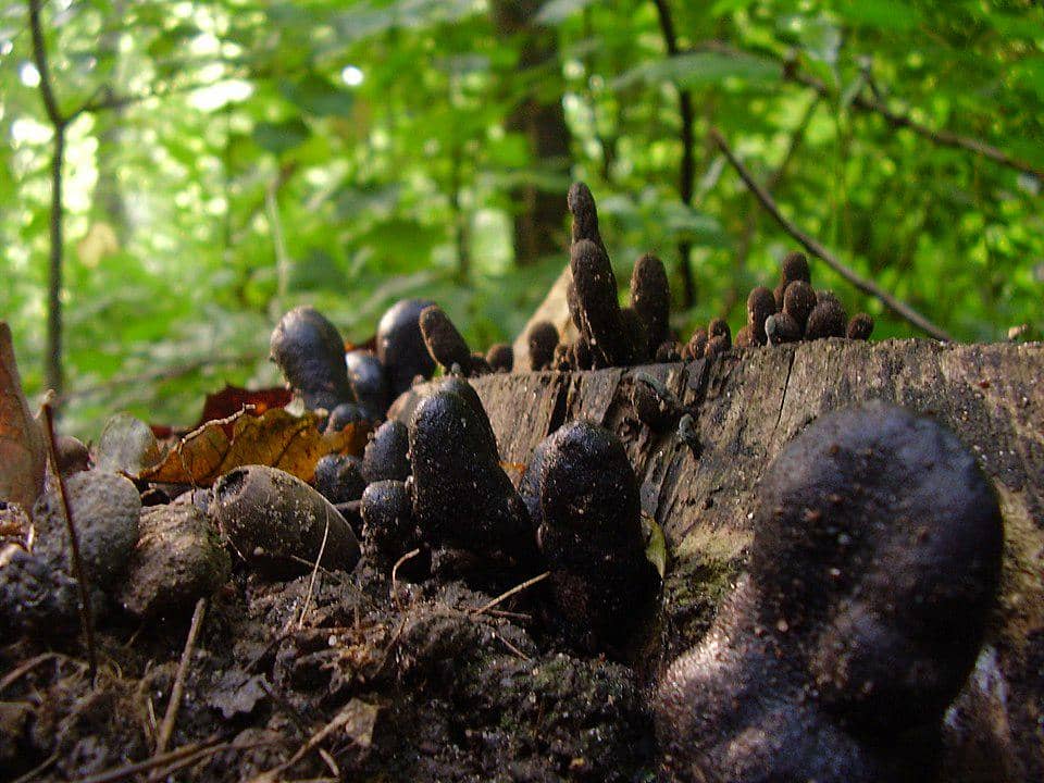 Dead Man’s Fingers