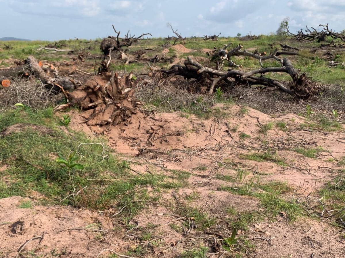 apakah hutan yang rusak bisa pulih sendiri tanpa campur tangan manusia?