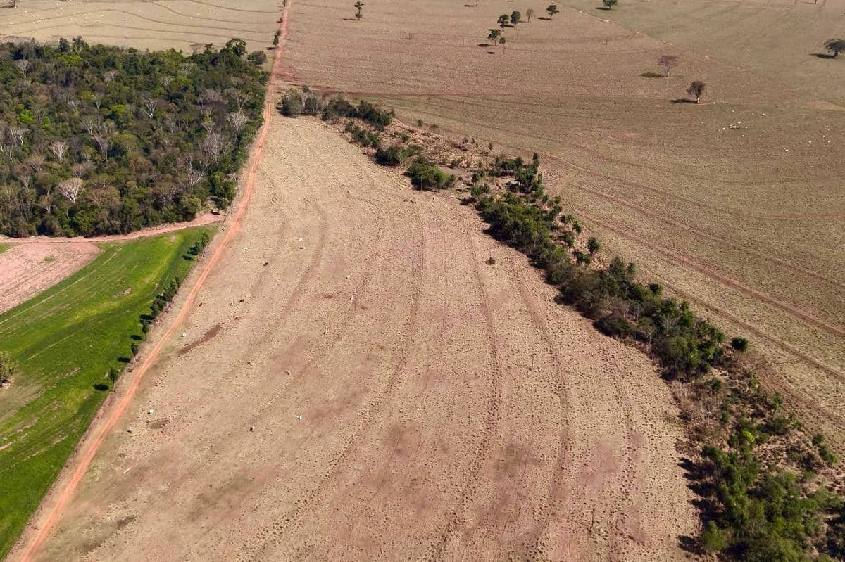 apakah hutan yang rusak bisa pulih sendiri tanpa campur tangan manusia?