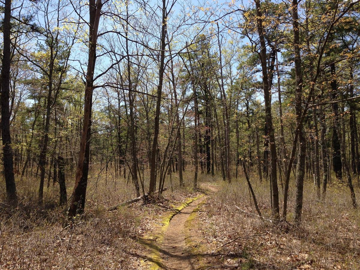 benarkah kerusakan hutan bisa mengubah warna laut?