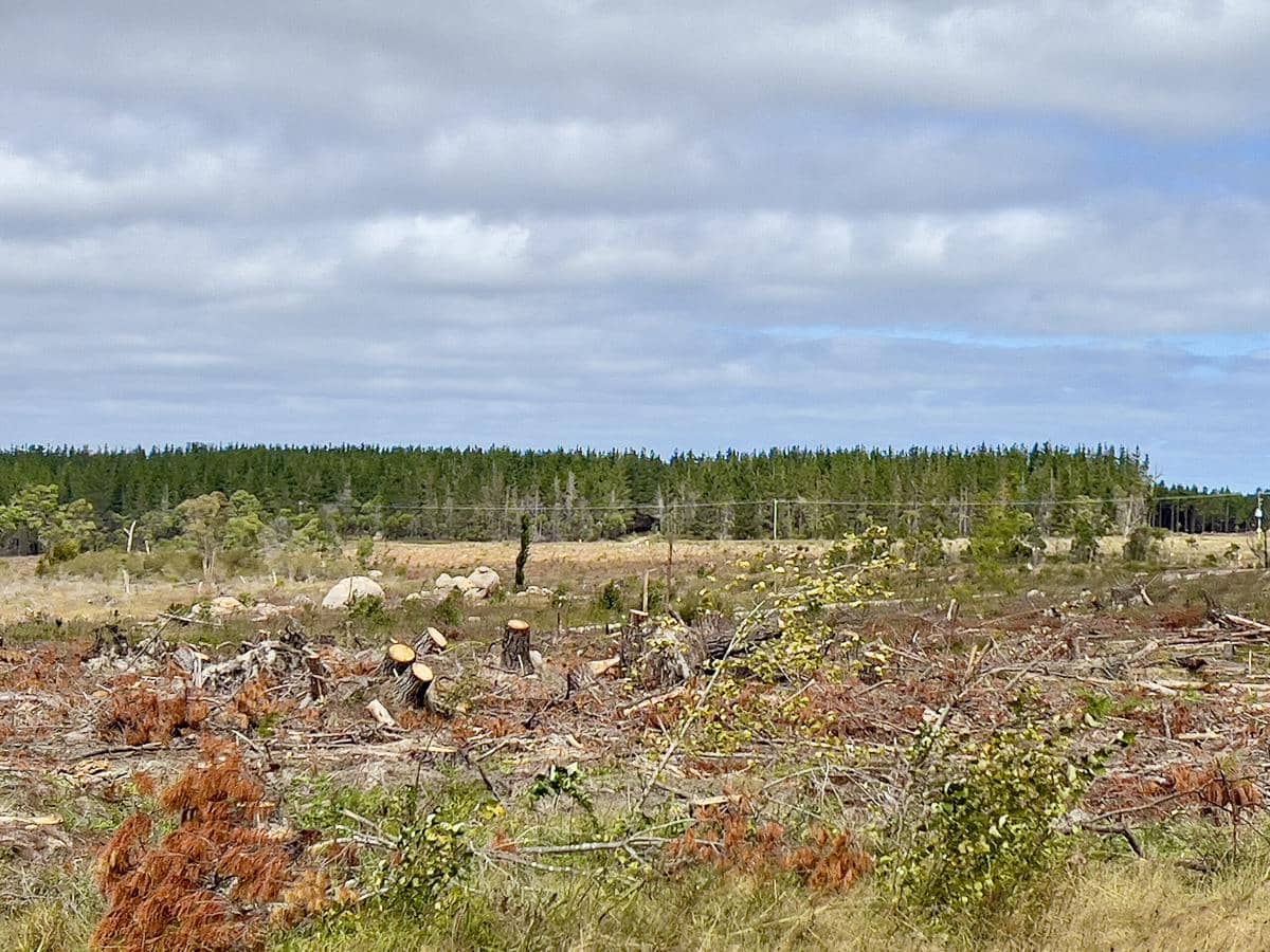 ilustrasi penebangan hutan