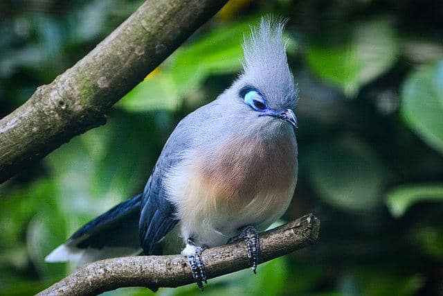potret burung crested coua
