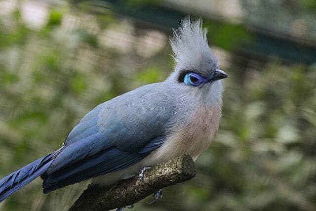 potret burung crested coua
