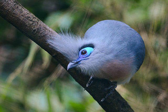 potret burung crested coua