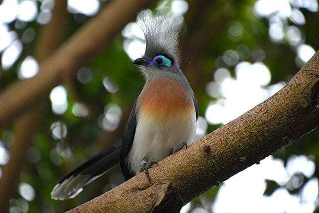 potret burung crested coua