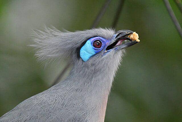 potret burung crested coua 