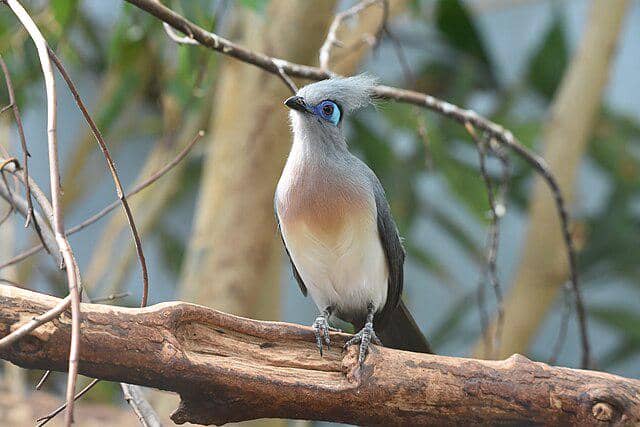 potret burung crested coua 