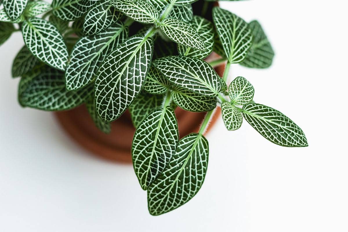Fittonia