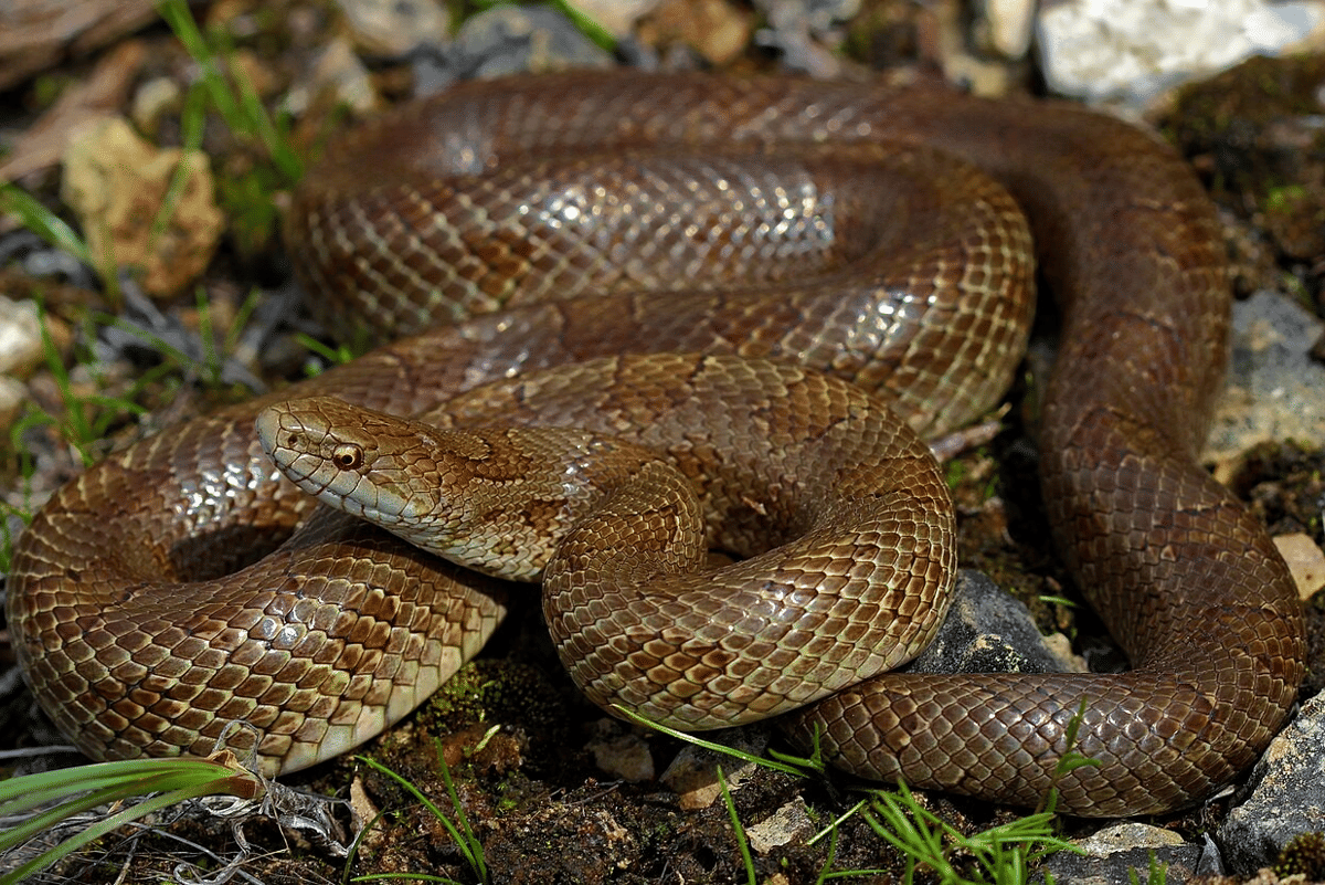 genus Lampropeltis