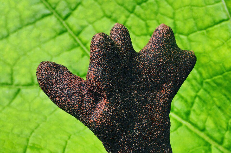 Dead Man’s Fingers