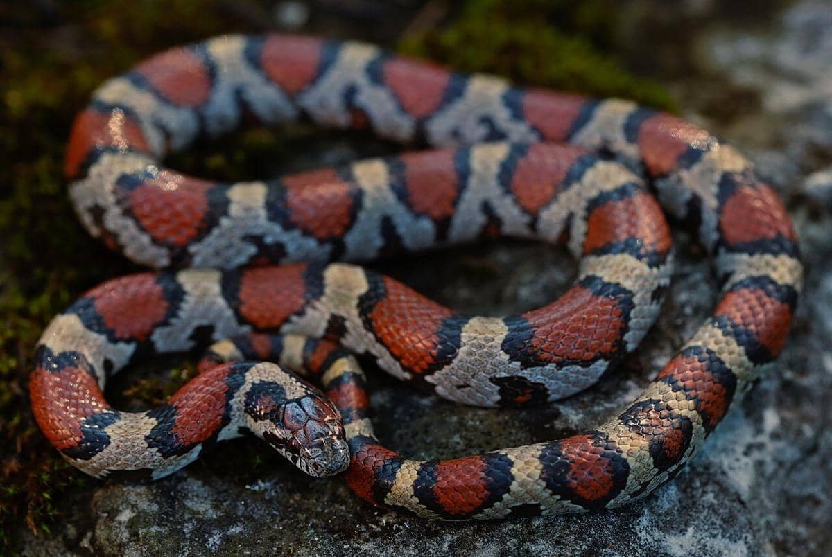 5 Fakta Menakjubkan Genus Lampropeltis, Ular Pemakan Sesama