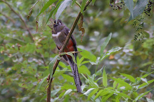 potret burung trogon elegan