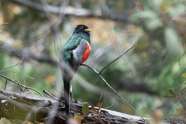 potret burung trogon elegan