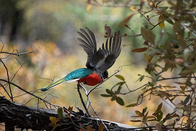 potret burung trogon elegan 