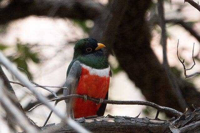 potret burung trogon elegan