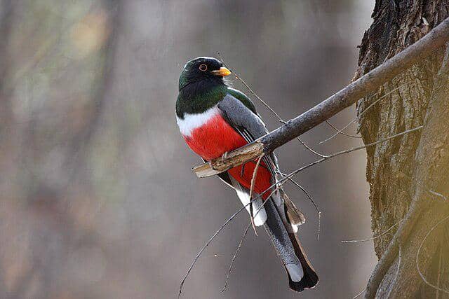 potret burung trogon elegan