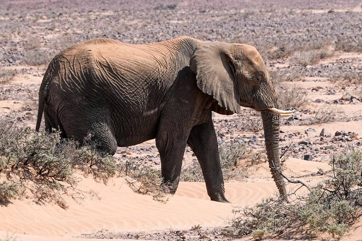 Ilustrasi spesies gajah di taman nasional