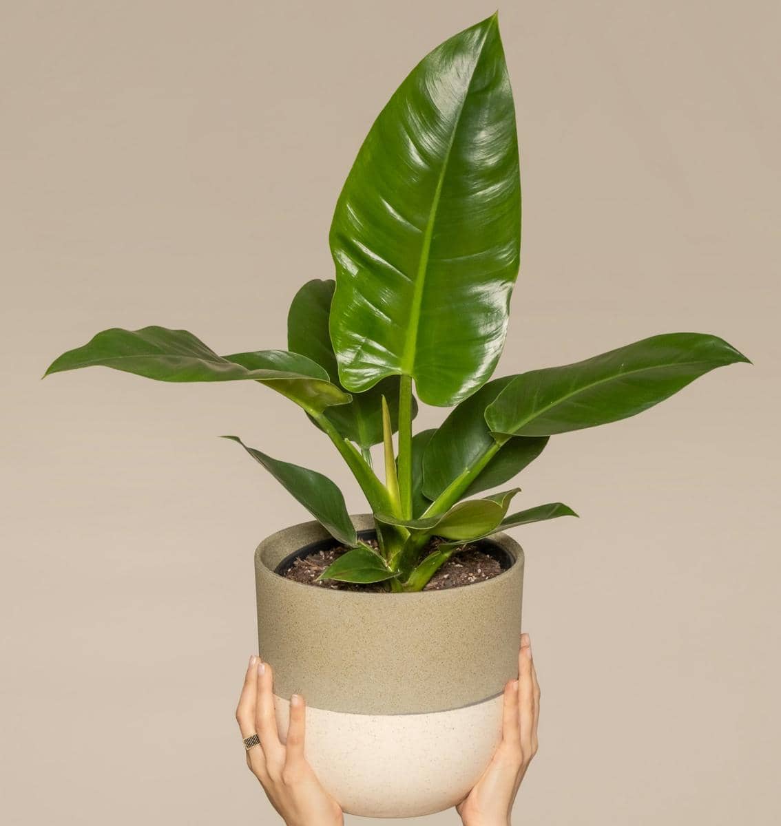 Philodendron imperial green