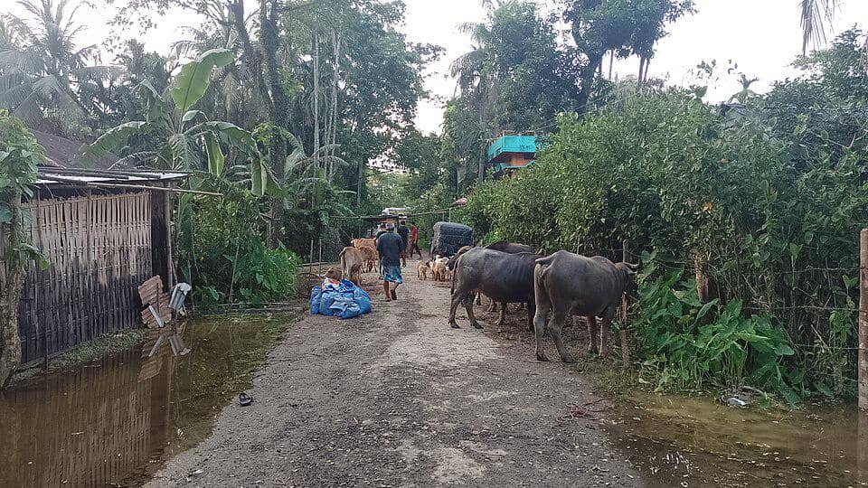 hewan ternak maupun liar sering ikut jadi korban banjir