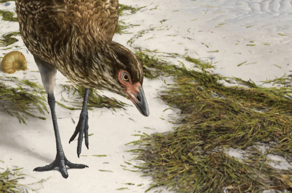 ilustrasi Asteriornis