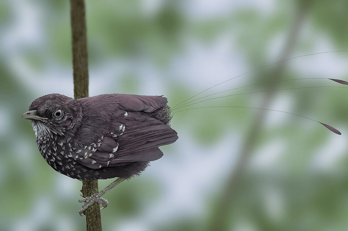 ilustrasi Enantiornithes