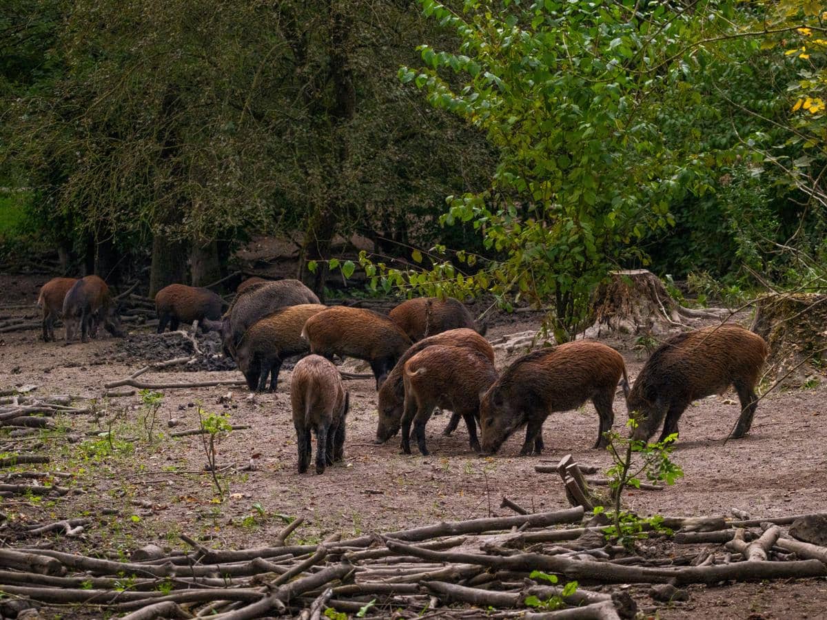 ilustrasi deforestasi yang mendorong satwa liar mendekati area manusia, memperbesar peluang penularan penyakit
