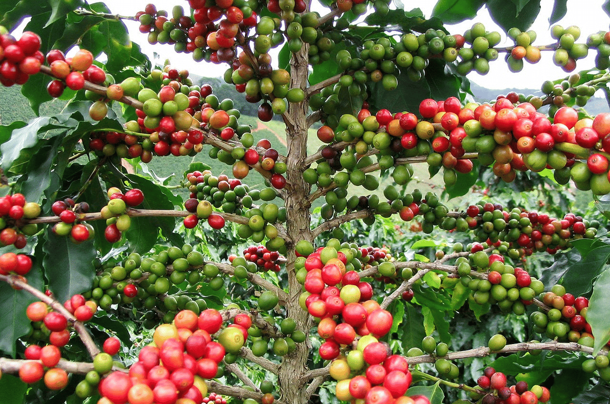 pohon kopi