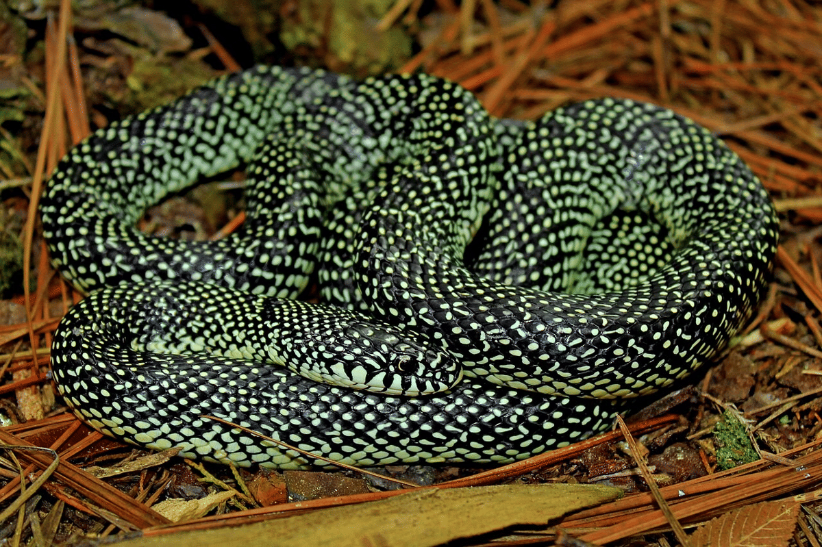 genus Lampropeltis
