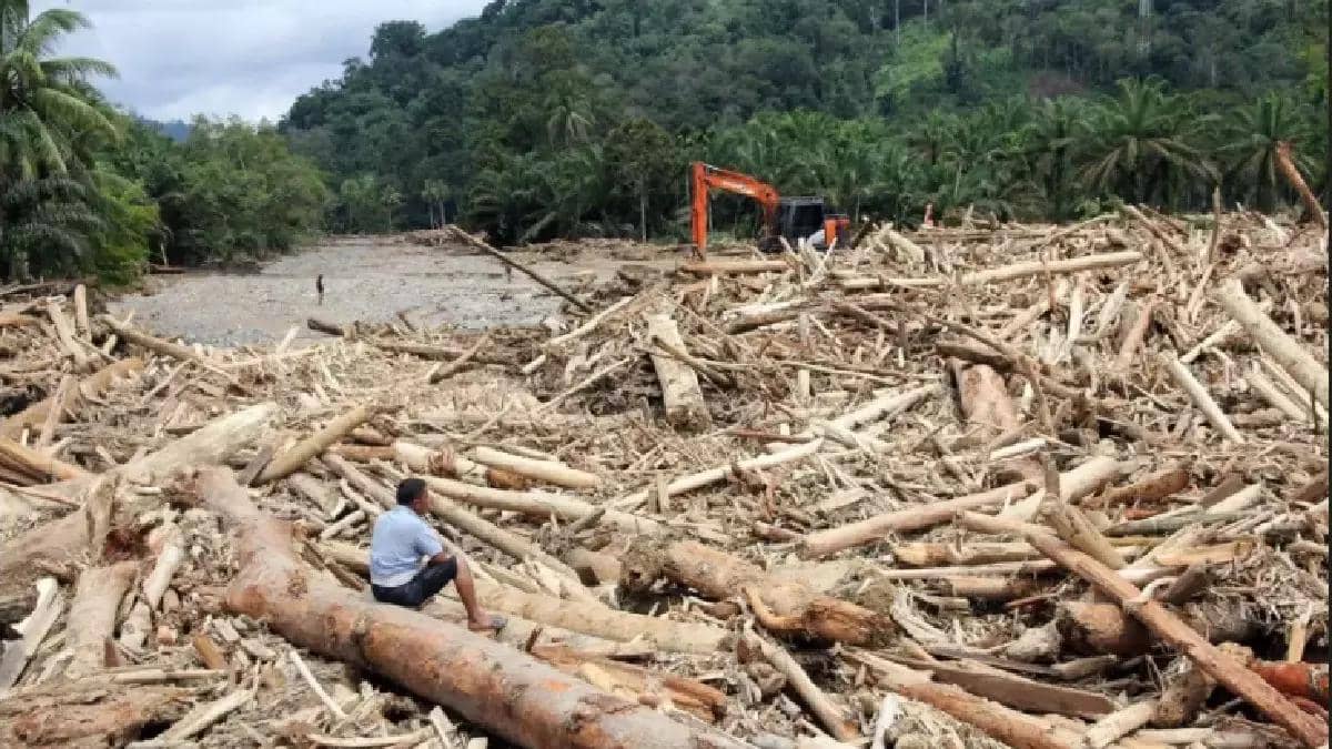 Kayu Gelondongan terbawa arus banjir