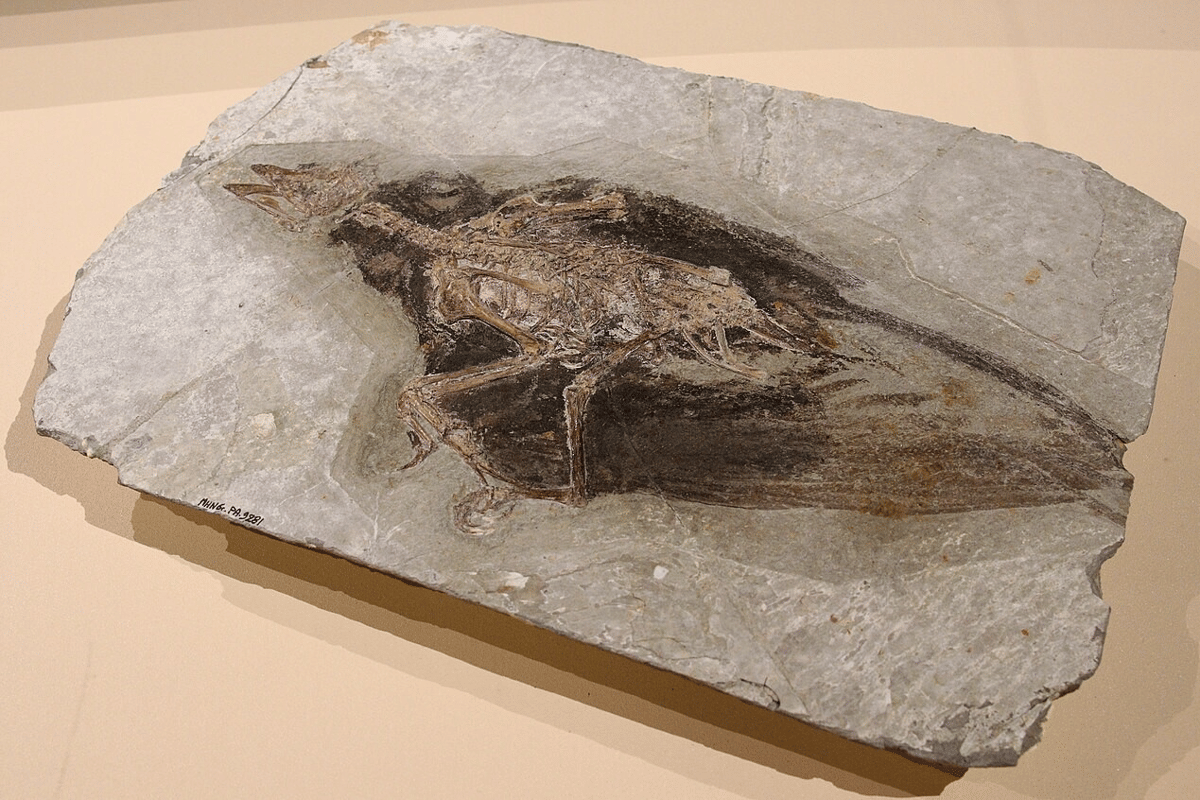 fosil Confuciusornis