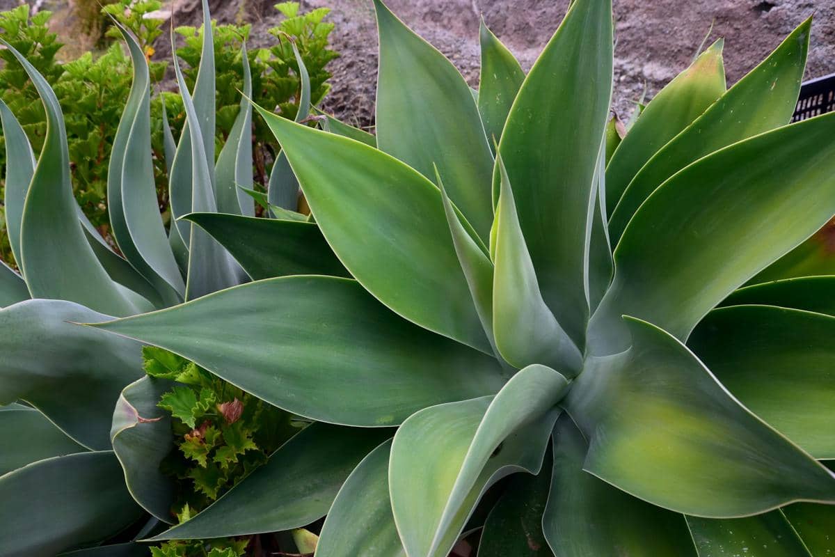 ilustrasi agave attenuata 