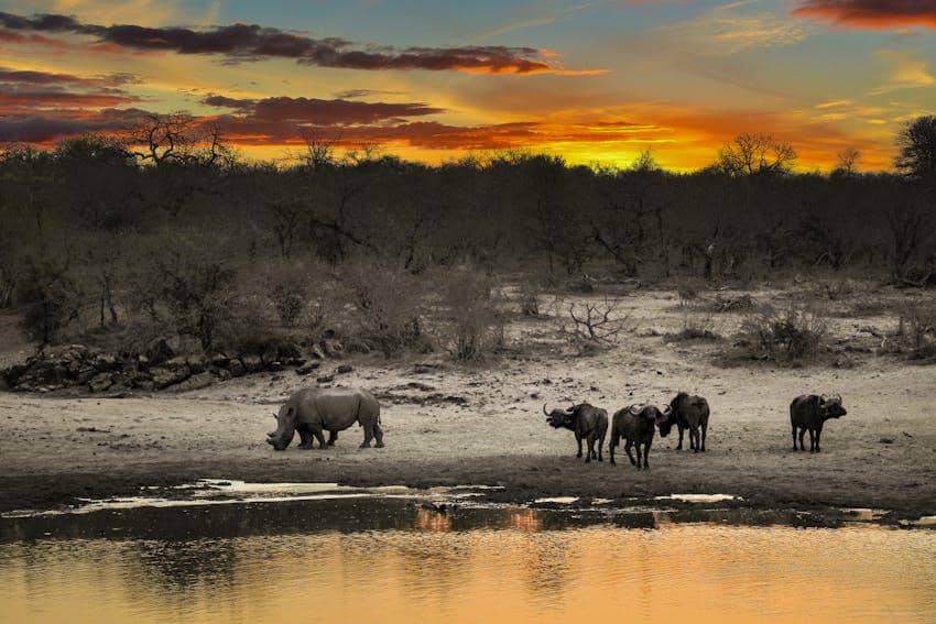 ilustrasi Taman Nasional Kruger 