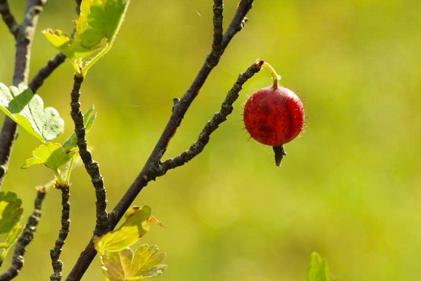 ilustrasi batang brotowali