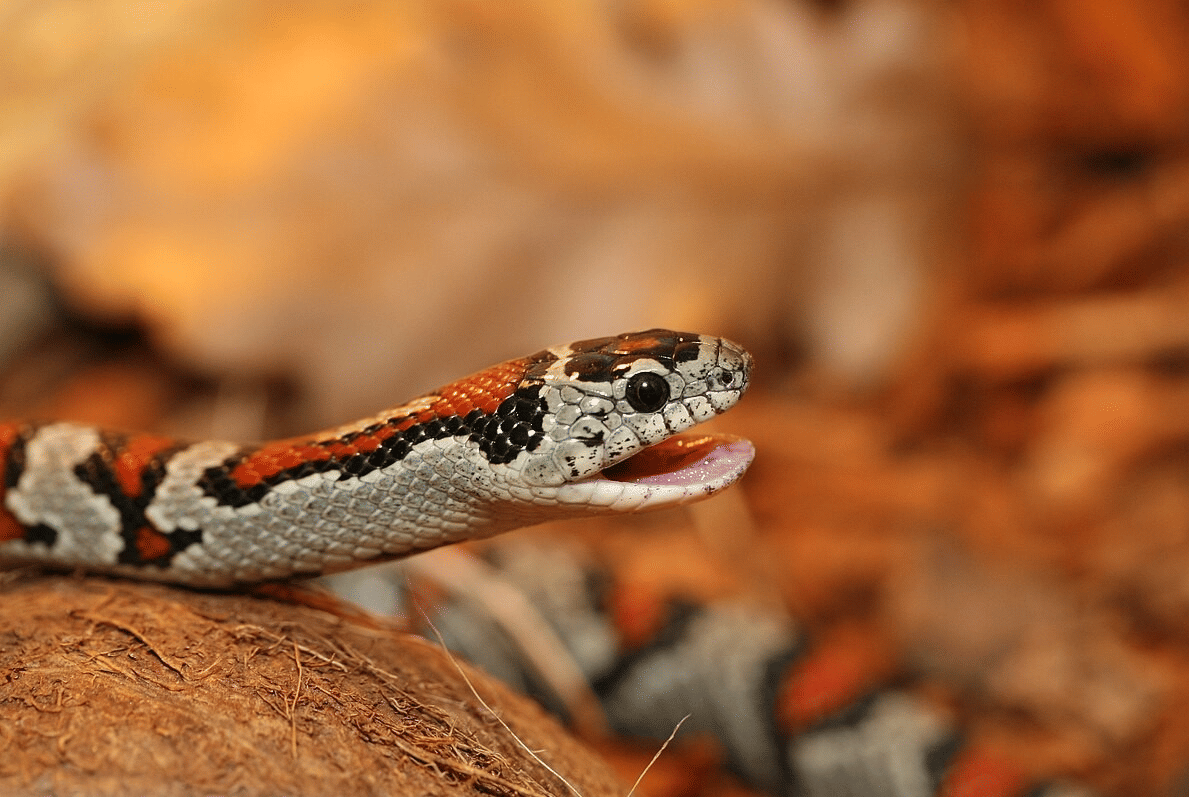 genus Lampropeltis