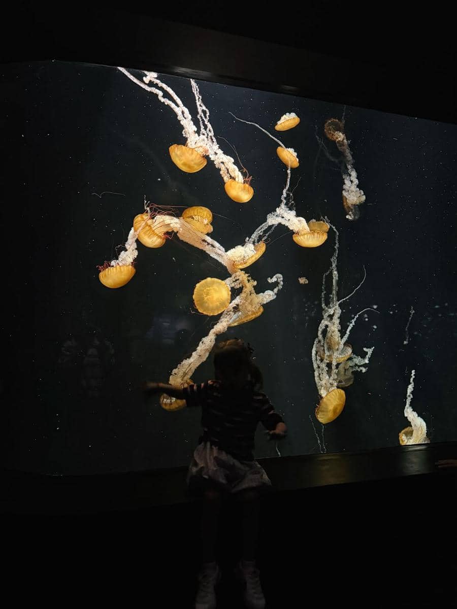 Mikaila Patritz ajak Evola ke Singapore Oceanarium.