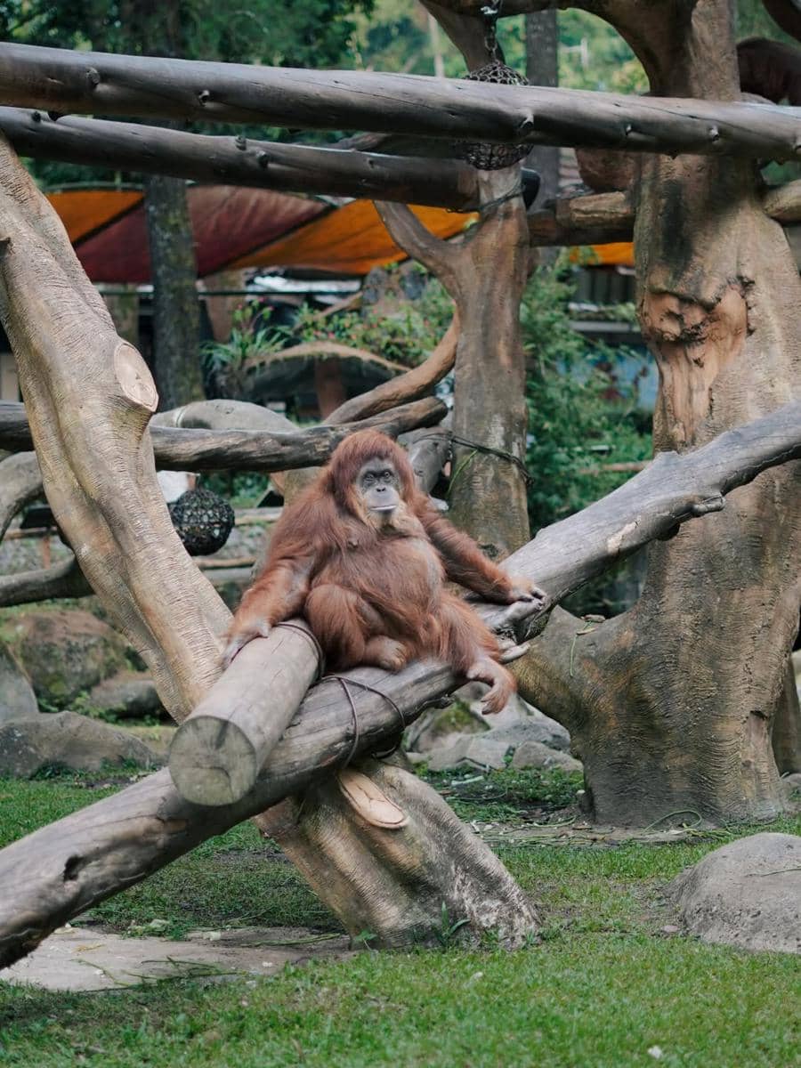 Ririe Fairus dan buah hati berlibur ke Taman Safari Bogor.
