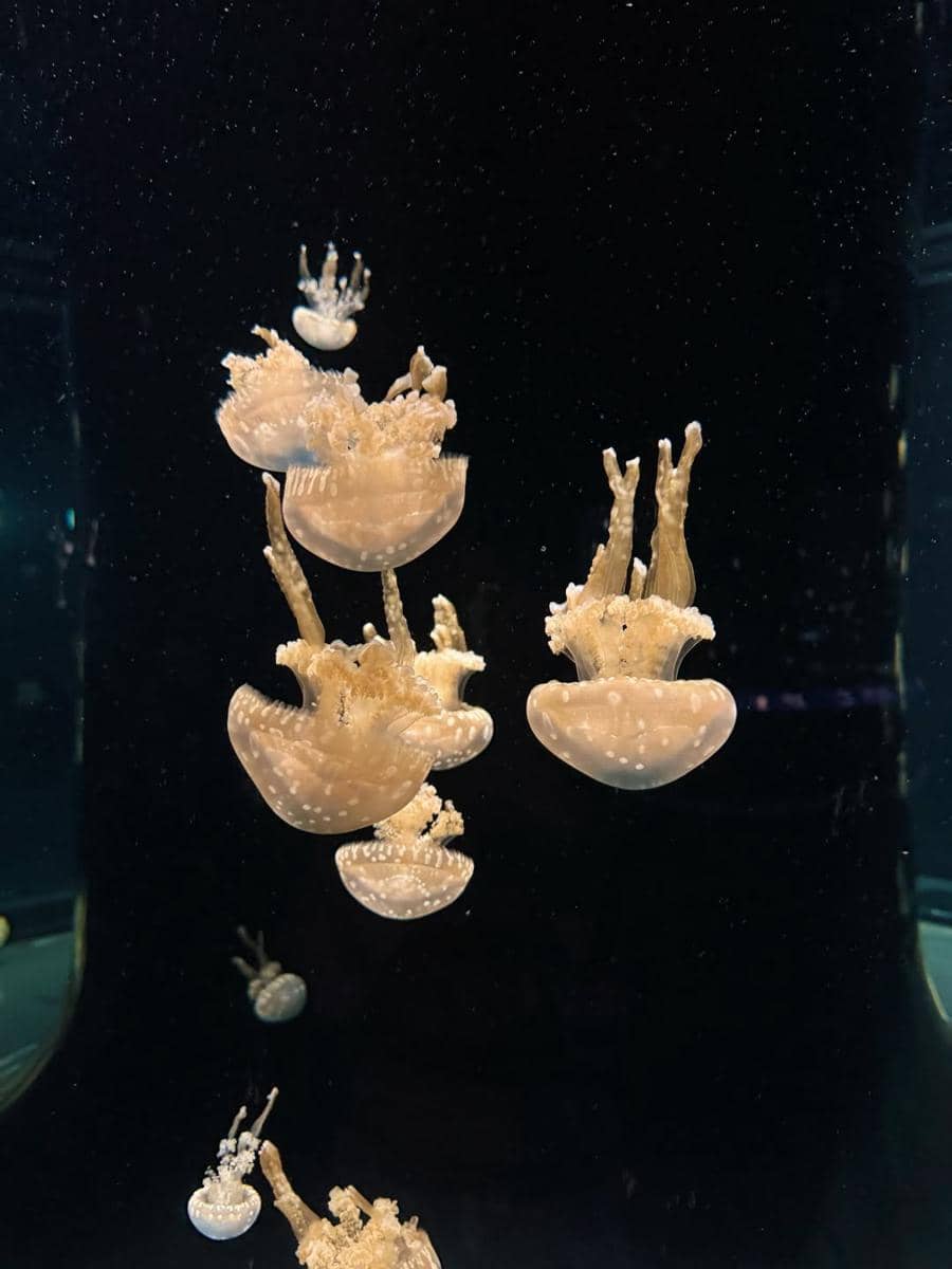 Mikaila Patritz ajak Evola ke Singapore Oceanarium.