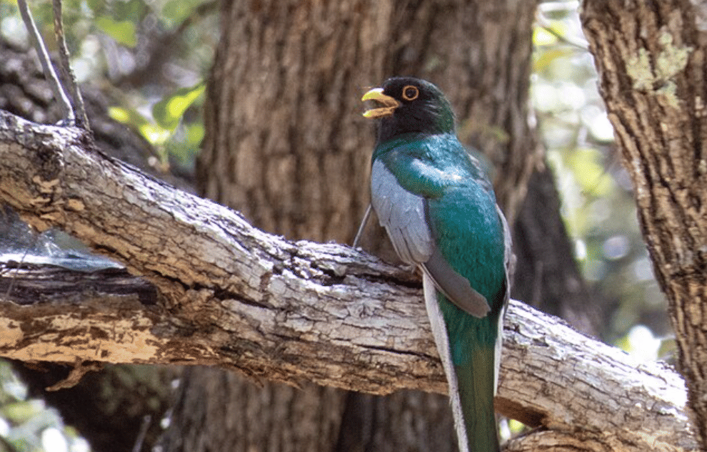 potret burung trogon elegan