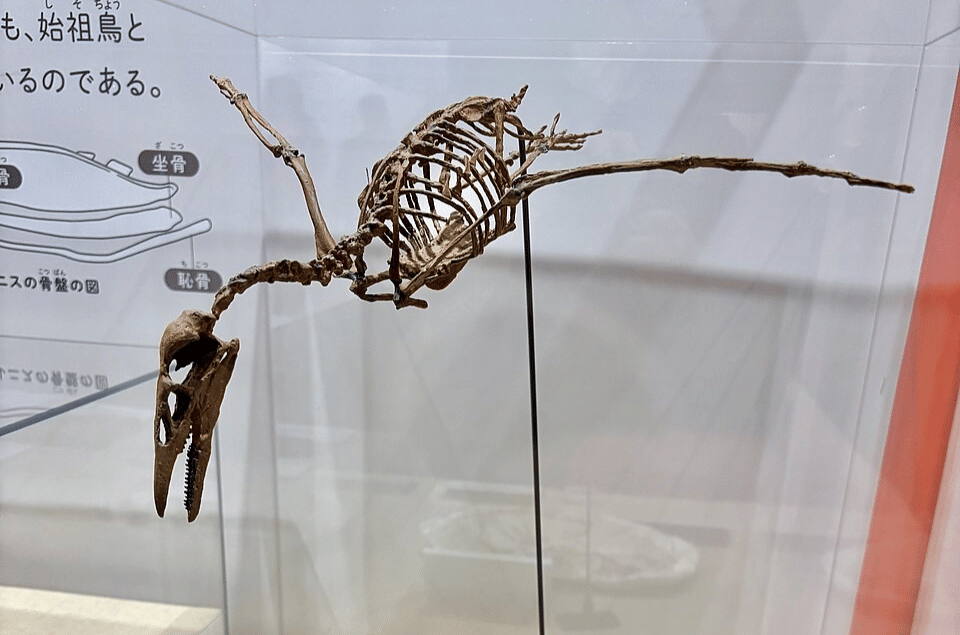 rekonstruksi kerangka Ichthyornis