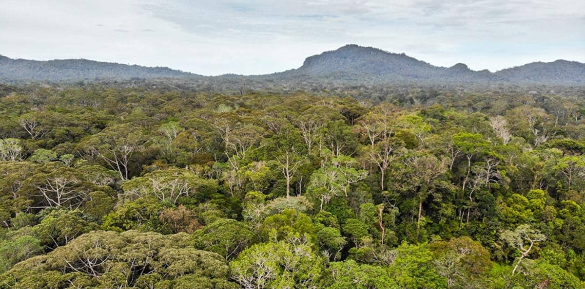 Banjir Sumatra, hutan