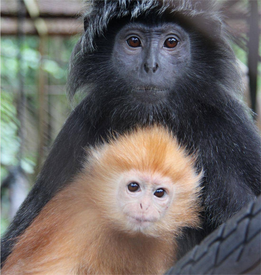 Lutung Jawa salah satu Lutung yang hampir punah