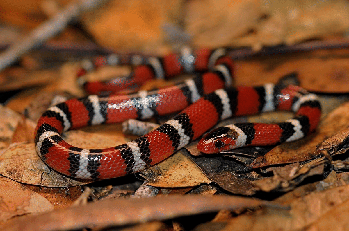 genus Lampropeltis